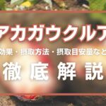 アカガウクルアとは?精力効果・摂取方法・摂取目安量・注意点などを解説
